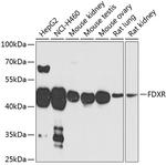 FDXR Polyclonal Antibody