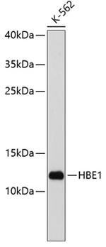 HBE1 Polyclonal Antibody