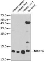 NDUFS6 Polyclonal Antibody
