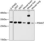 PSMA7 Antibody in Western Blot (WB)