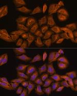 RNH1 Polyclonal Antibody