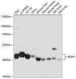 RNH1 Antibody in Western Blot (WB)