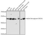 Alpha Sarcoglycan Antibody in Western Blot (WB)