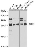SRSF9 Antibody in Western Blot (WB)