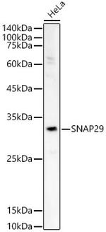 SNAP29 Polyclonal Antibody