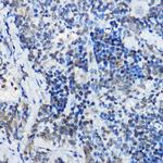 MYBBP1A Antibody in Immunohistochemistry (Paraffin) (IHC (P))