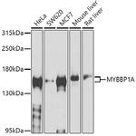 MYBBP1A Antibody in Western Blot (WB)