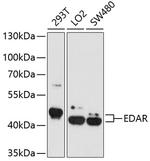 EDAR Polyclonal Antibody