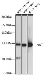 NNT Polyclonal Antibody