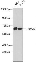 TRIM29 Polyclonal Antibody
