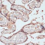 MYCBP Antibody in Immunohistochemistry (Paraffin) (IHC (P))