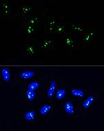 NOP58 Antibody in Immunocytochemistry (ICC/IF)