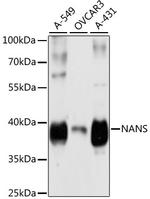 NANS Polyclonal Antibody