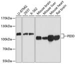 PIDD Antibody in Western Blot (WB)