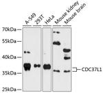 CDC37L1 Polyclonal Antibody