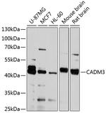 CADM3 Antibody in Western Blot (WB)