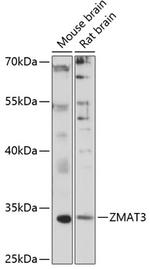 ZMAT3 Polyclonal Antibody