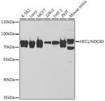 HEC1 Antibody in Western Blot (WB)