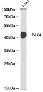 PAX4 Polyclonal Antibody