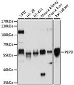 PEPD Polyclonal Antibody