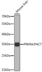 PACT Polyclonal Antibody