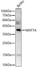 WNT7A Polyclonal Antibody