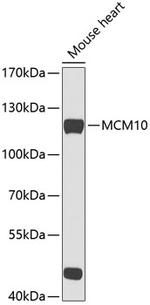 MCM10 Polyclonal Antibody