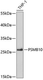 PSMB10 Antibody in Western Blot (WB)