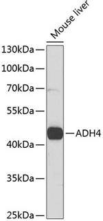 ADH4 Polyclonal Antibody