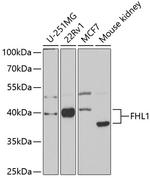 FHL1 Polyclonal Antibody