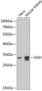 GGH Polyclonal Antibody