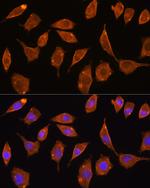 TrxR2 Polyclonal Antibody