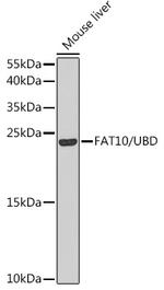 UBD Antibody in Western Blot (WB)