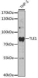 TLE1 Antibody in Western Blot (WB)