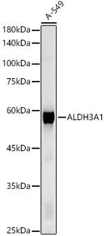 ALDH3A1 Antibody in Western Blot (WB)