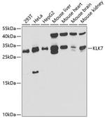 Kallikrein 7 Polyclonal Antibody