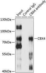 CBX4 Antibody in Immunoprecipitation (IP)