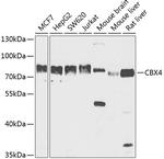 CBX4 Antibody in Western Blot (WB)