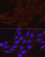 alpha-ENaC Polyclonal Antibody