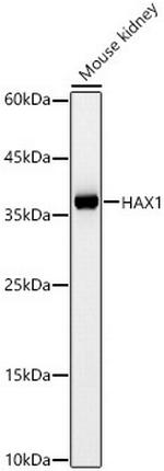 HAX1 Antibody in Western Blot (WB)