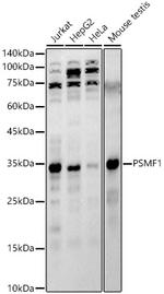 PSMF1 Antibody in Western Blot (WB)