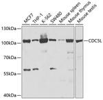 Cdc5L Polyclonal Antibody