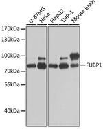 FUBP1 Antibody in Western Blot (WB)