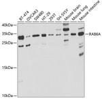 RAB6A Polyclonal Antibody