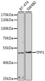 CLN2 Polyclonal Antibody