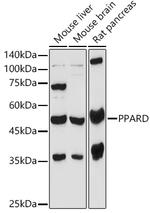 PPAR delta Antibody in Western Blot (WB)