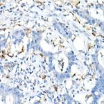 CD74 Antibody in Immunohistochemistry (Paraffin) (IHC (P))