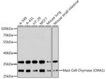 Mast Cell Chymase Polyclonal Antibody