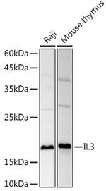 IL-3 Polyclonal Antibody