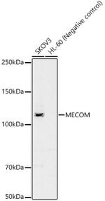 EVI1 Antibody in Western Blot (WB)